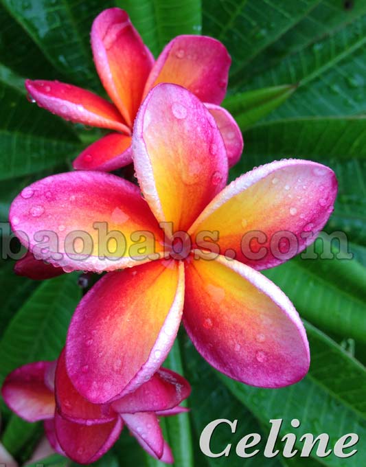 Plumeria rubra CELINE